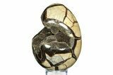 Septarian Dragon Egg Geode - Sparkly Black Crystals #308836-2